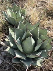 Agave flexispina