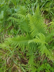 Oreopteris quelpartensis