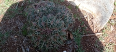 Ferocactus macrodiscus macrodiscus