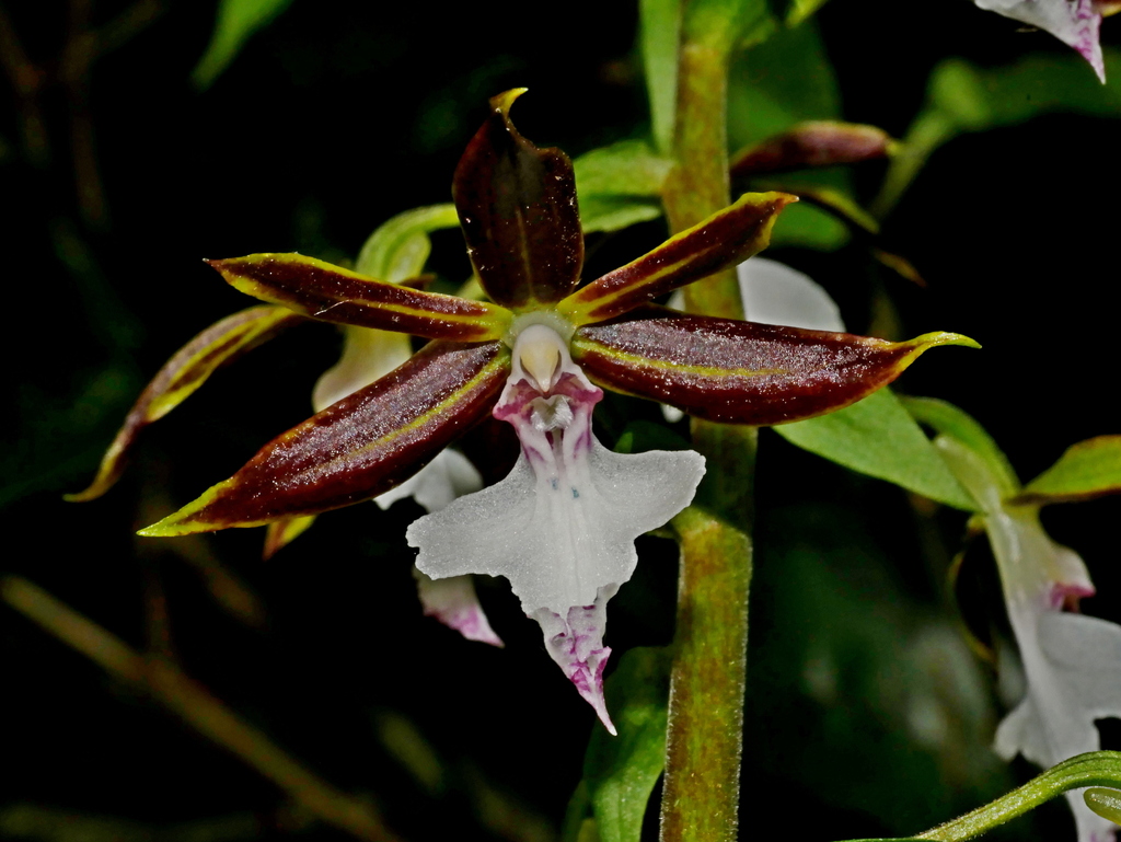 Calanthe arcuata