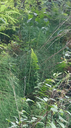 Equisetum telmateia image