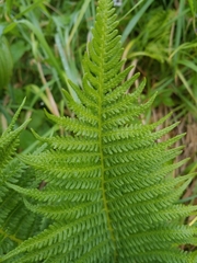 Oreopteris quelpartensis