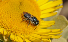 Osmia submicans