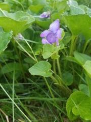 Viola langsdorffii