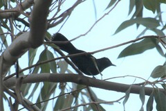 Pyriglena leucoptera