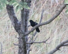 Pyriglena leucoptera