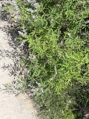 Vitex negundo heterophylla