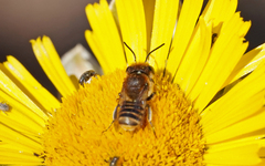 Megachile binominata