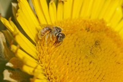 Halictus concinnus