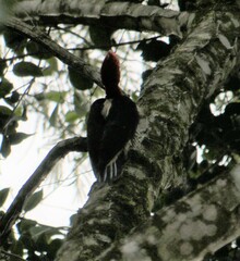 Campephilus robustus