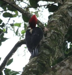 Campephilus robustus