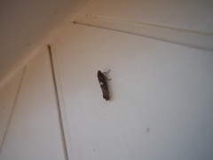 Acrolepiopsis assectella