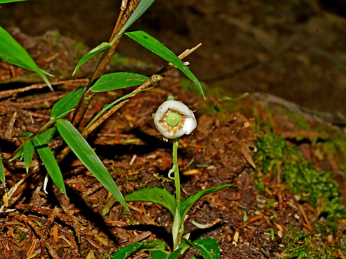 Image of Chimaphila japonica by (c) Jacy Chen, some rights reserved (CC BY)