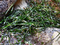 Phyllospadix scouleri