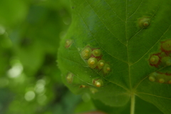 Didymomyia tiliacea