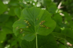 Didymomyia tiliacea