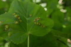 Didymomyia tiliacea
