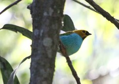 Tangara cyanoventris