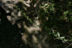 Linaria genistifolia