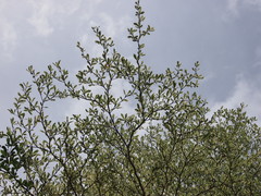 Terminalia mantaly 'triciolor'