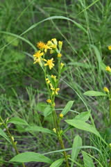Solidago virgaurea lapponica