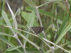 Stegosatyrus periphas