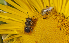 Osmia submicans
