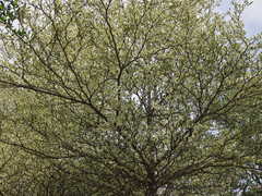 Terminalia mantaly 'triciolor'