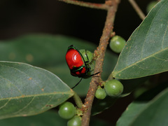 Chrysocoris eques