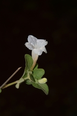 Ruellia pseudopatula