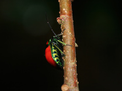 Chrysocoris eques