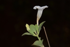 Ruellia pseudopatula