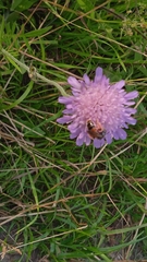 Andrena hattorfiana