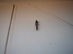 Acrolepiopsis assectella