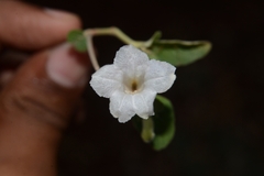 Ruellia pseudopatula