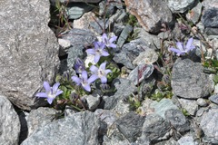Campanula cenisia