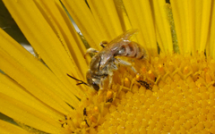 Halictus concinnus