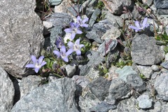 Campanula cenisia