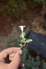 Ruellia pseudopatula