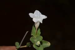 Ruellia pseudopatula