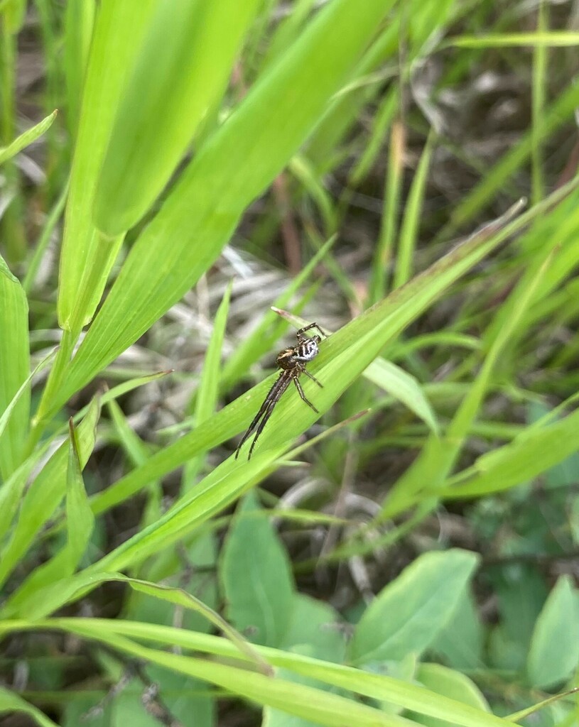 Ground Crab Spiders from Southwest Calgary, Calgary, AB, Canada on July ...