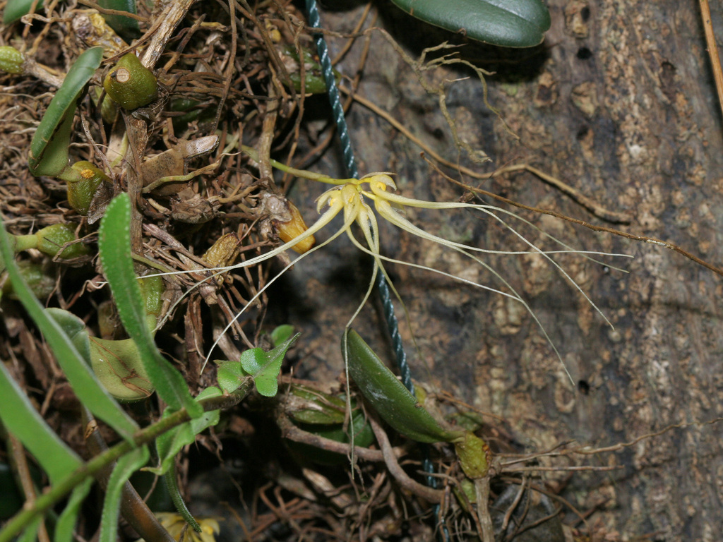 Bulbophyllum vaginatum