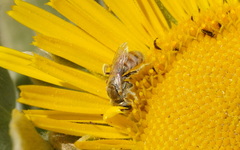 Halictus concinnus