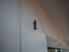 Acrolepiopsis assectella