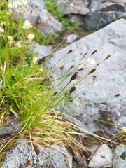 Carex micropoda