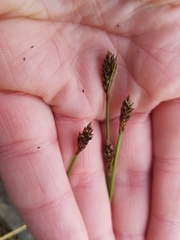 Carex micropoda