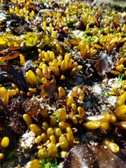 Halosaccion glandiforme