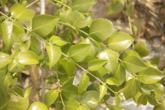 Azima sarmentosa