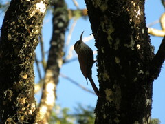 Lepidocolaptes falcinellus