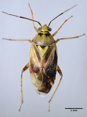 Lygus hesperus